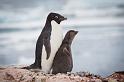 116 Antarctica, Yalour Island, adeliepinguins